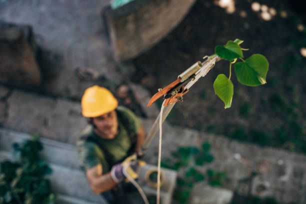 Professional  Tree Services in Garden City, MI