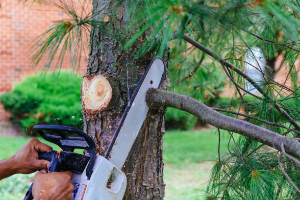 Why Choose Our Tree Removal Services in Garden City, MI?